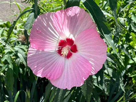 芙蓉 毒性|芙蓉(フヨウ)の花言葉｜意味や由来は？花の特徴や開花時期、種 